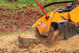 Best Root Management and Removal  in Hayfield, MN