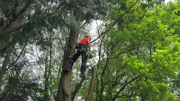 Best Commercial Tree Services  in Hayfield, MN