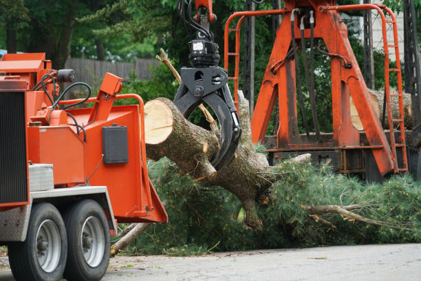 How Our Tree Care Process Works  in  Hayfield, MN