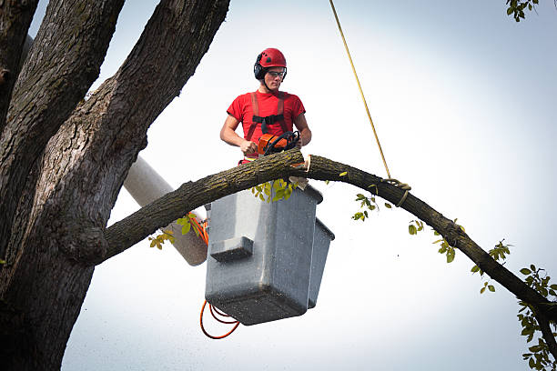 Hayfield, MN Tree Removal Company