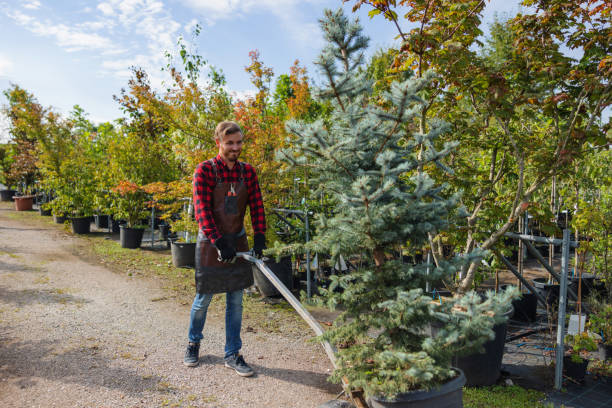 Best Tree Fertilization  in Hayfield, MN